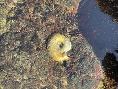 Thylacodes variabilis