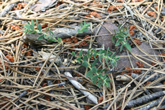 Thymelaea subrepens