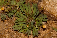 Biophytum umbraculum image