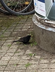 Turdus merula