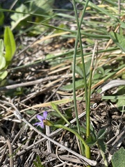 Romulea ramiflora ramiflora