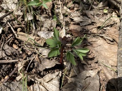 Corydalis tarkiensis