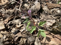 Corydalis tarkiensis