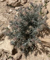 Centaurea aegyptiaca