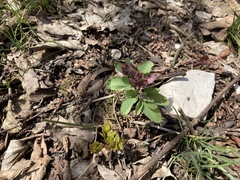 Corydalis tarkiensis