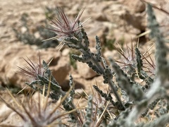 Centaurea aegyptiaca
