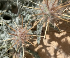 Centaurea aegyptiaca