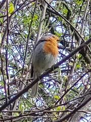 Erithacus rubecula