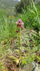 Ophrys tenthredinifera