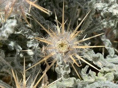 Centaurea aegyptiaca