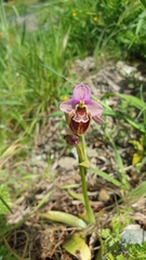 Ophrys tenthredinifera