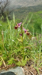 Ophrys tenthredinifera