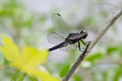 Libellula incesta