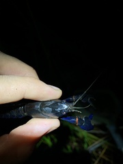 Cherax robustus