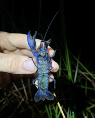 Cherax robustus