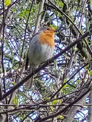 Erithacus rubecula