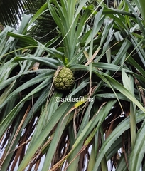 Pandanus odorifer