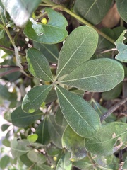 Cussonia thyrsiflora