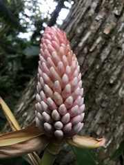 Alpinia shimadae