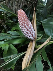 Alpinia shimadae