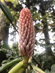 Alpinia shimadae