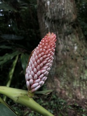 Alpinia shimadae
