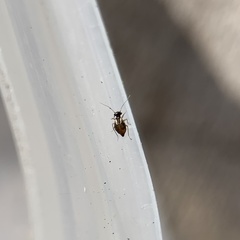 Ectopsocus axillaris