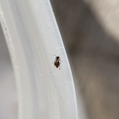 Ectopsocus axillaris