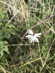 Lithophragma parviflorum