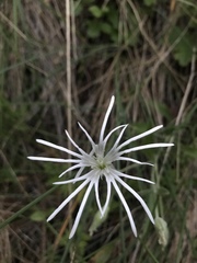 Silene nelsonii