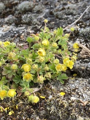 Potentilla incana