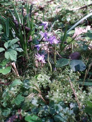 Soldanella montana