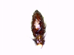 Gnaphosa lucifuga