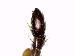 Gnaphosa lucifuga
