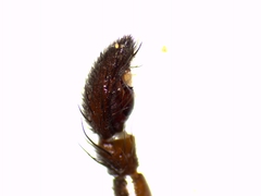 Gnaphosa lucifuga