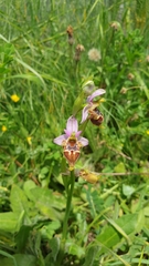 Ophrys heldreichii