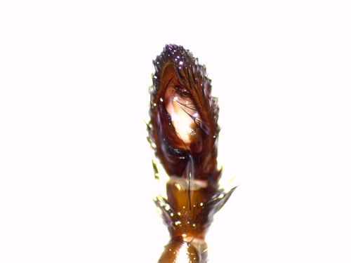 Gnaphosa lucifuga