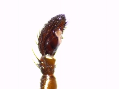 Gnaphosa lucifuga