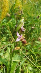 Ophrys heldreichii