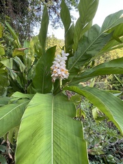 Alpinia hainanensis