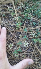 Trifolium breweri