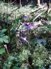 Soldanella montana