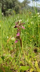 Anacamptis collina