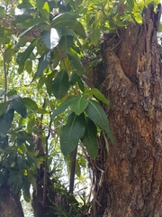 Ficus