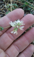 Trifolium breweri