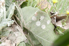 Golovinomyces verbasci