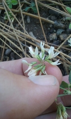 Trifolium breweri