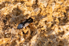 Geocoris lineolus