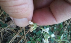 Trifolium breweri