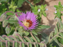 Leptopalpus rostratus